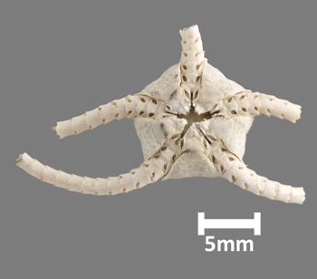 Media type: image;   Invertebrate Zoology OPH-543 Aspect: ventral